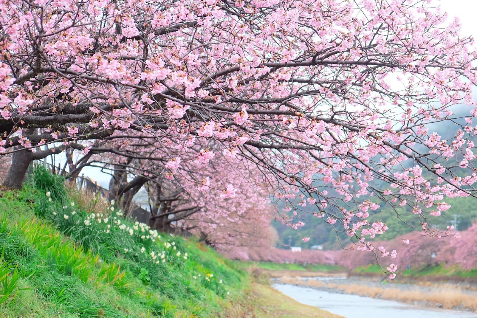 Mùa hoa anh đào cực đẹp ở Nhật Bản 