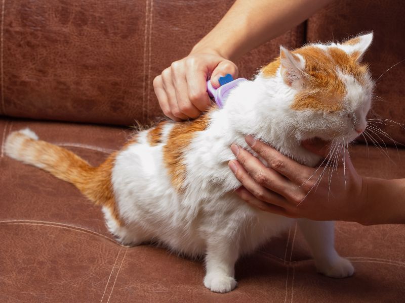 feline-grooming