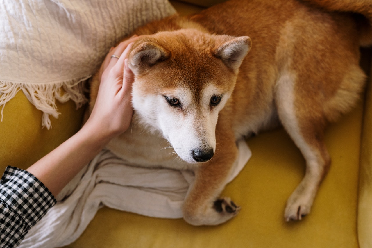 Is my dog peeing to get my attention?