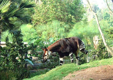 Okapi female at San Diego Zoo