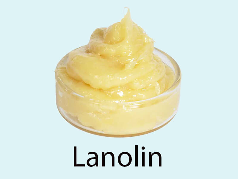 Lanolin Là Gì