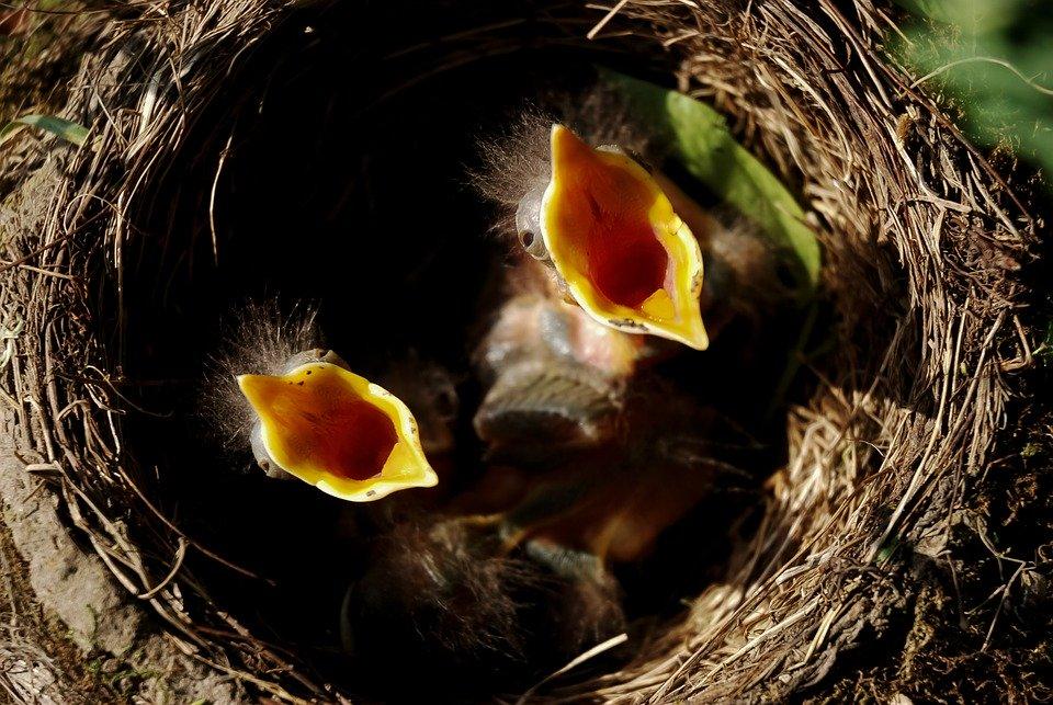 Chick, Nest, Hungry, Birds, Bird'S Nest, Nature