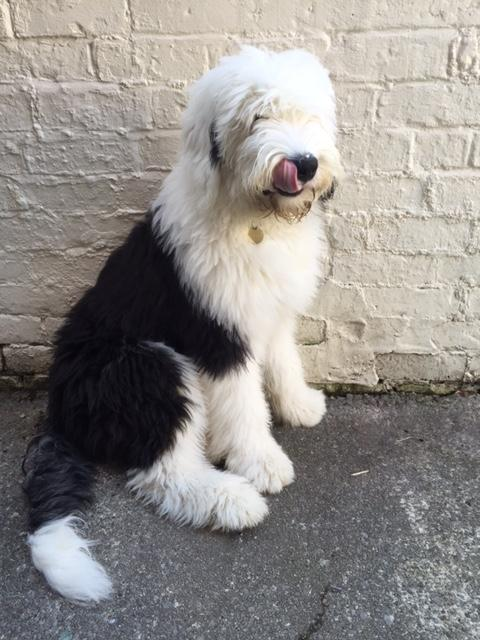 old english shepherd puppy