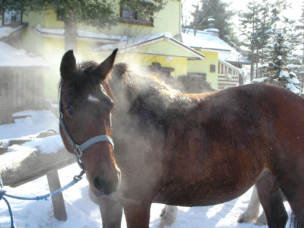 3. 乗馬×雪景色=北海道「ホーストレッキング（乗馬体験）」