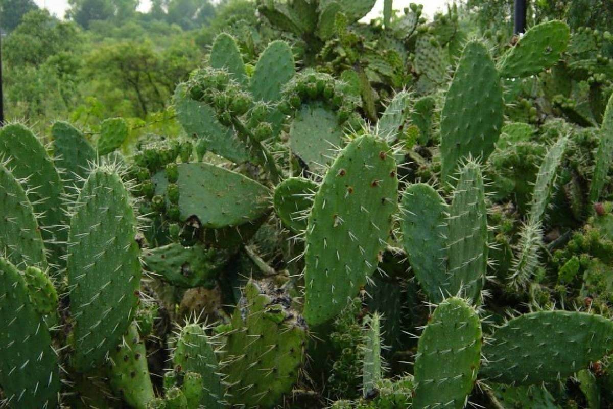 Cactus Nopal