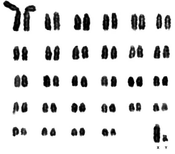 Karyotype of male Nilgiri tahr from the San Diego Zoo. (2n=58)