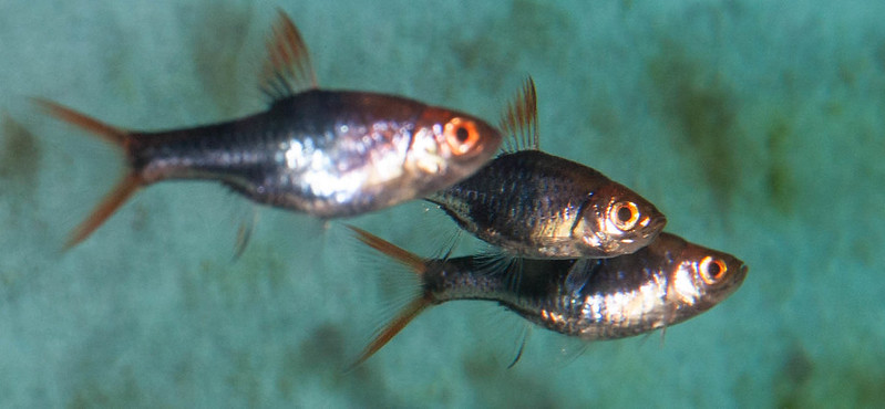 Purple harlequin rasboras