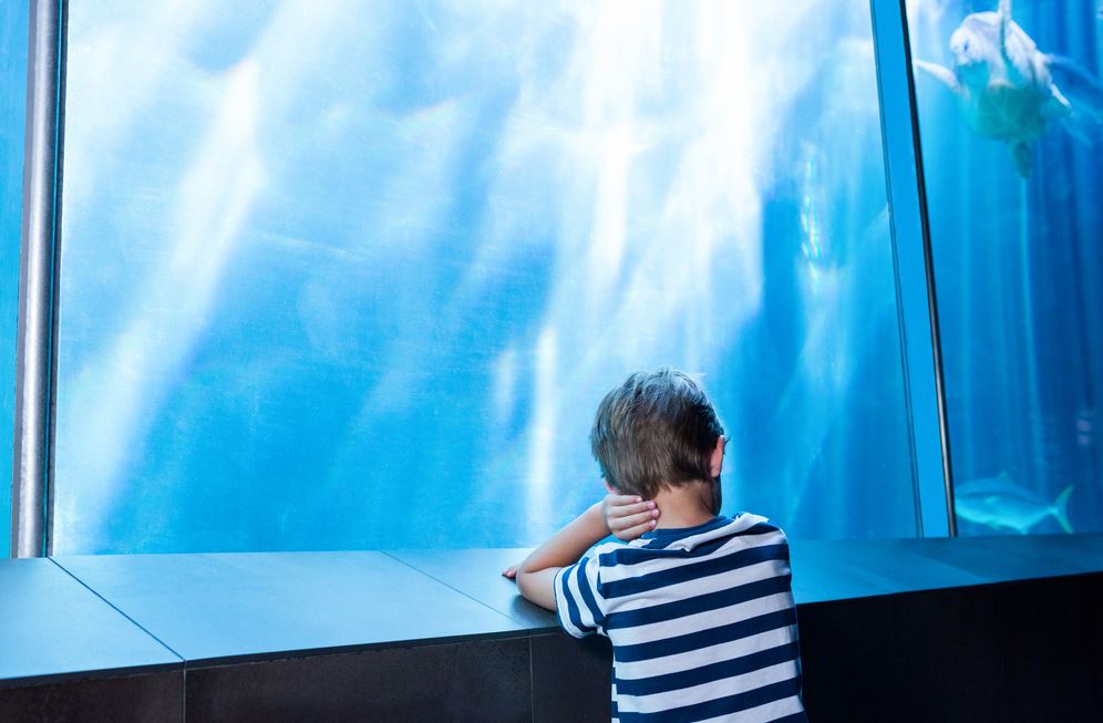 small boy looking at a fish in a large aquarium