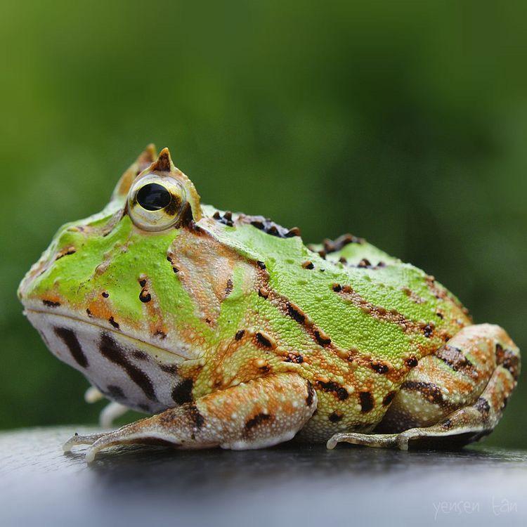 ฮอร์นฟรอก (Horned frog) กบน้อยน่ารัก จอมตะกละ 16