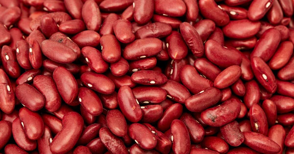 Can Dogs Eat Kidney Beans? Everything You Need To Know