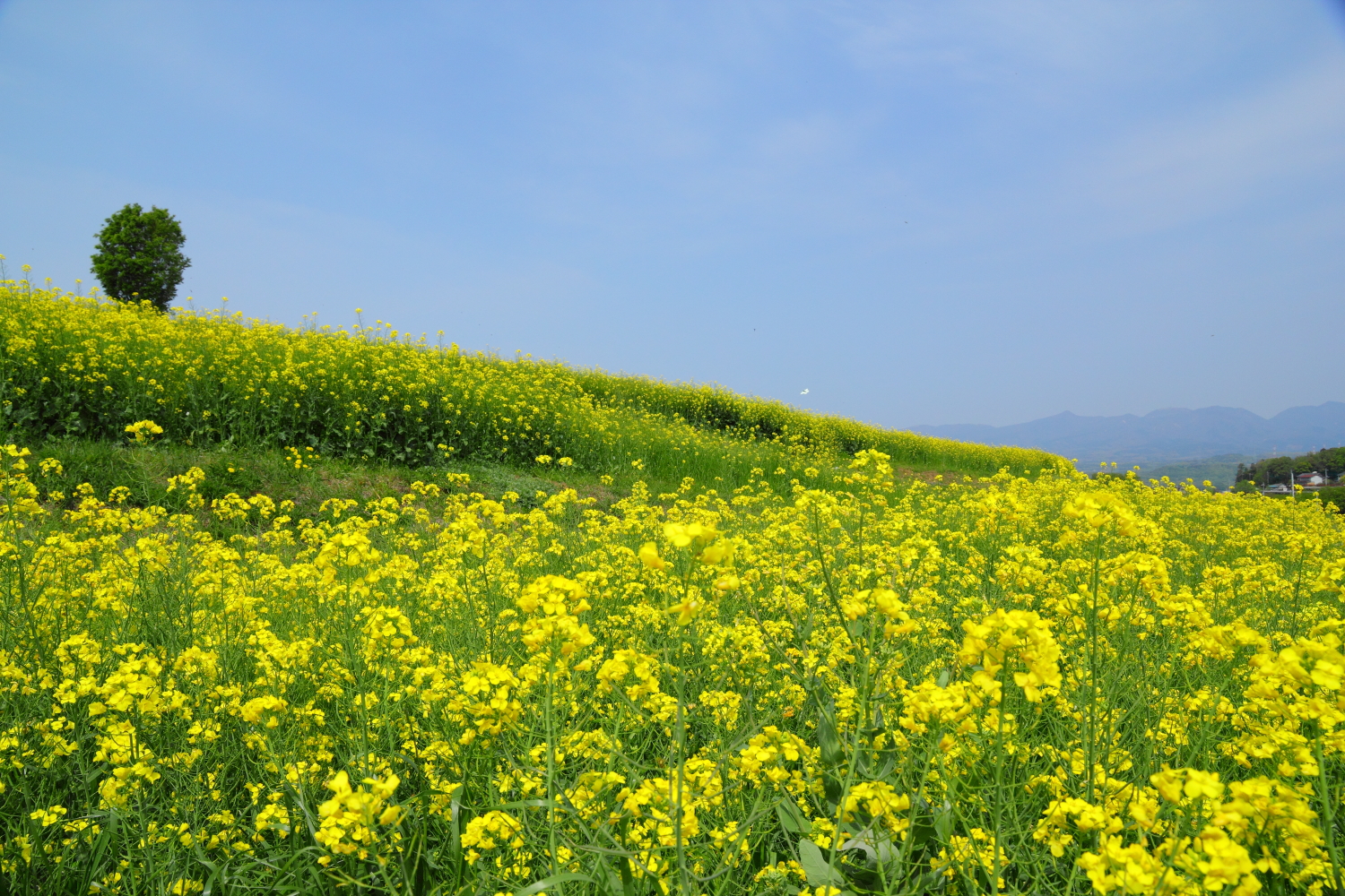 アブラナの黄色い花が一面に咲いている菜の花畑の画像です。