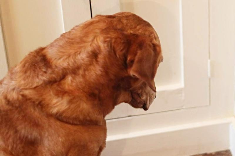 His Dog Was Looking at a Wall for No Apparent Reason, So He installed a Hidden Camera