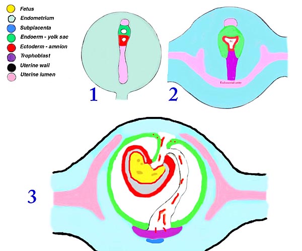 Implantation and development of different portions of the rat placenta.