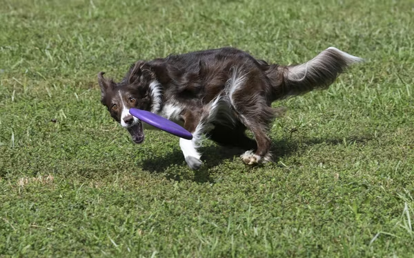 a dog learning to play frisbee for a pet show.