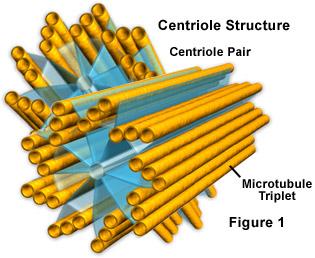 centriolesfigure1.jpg