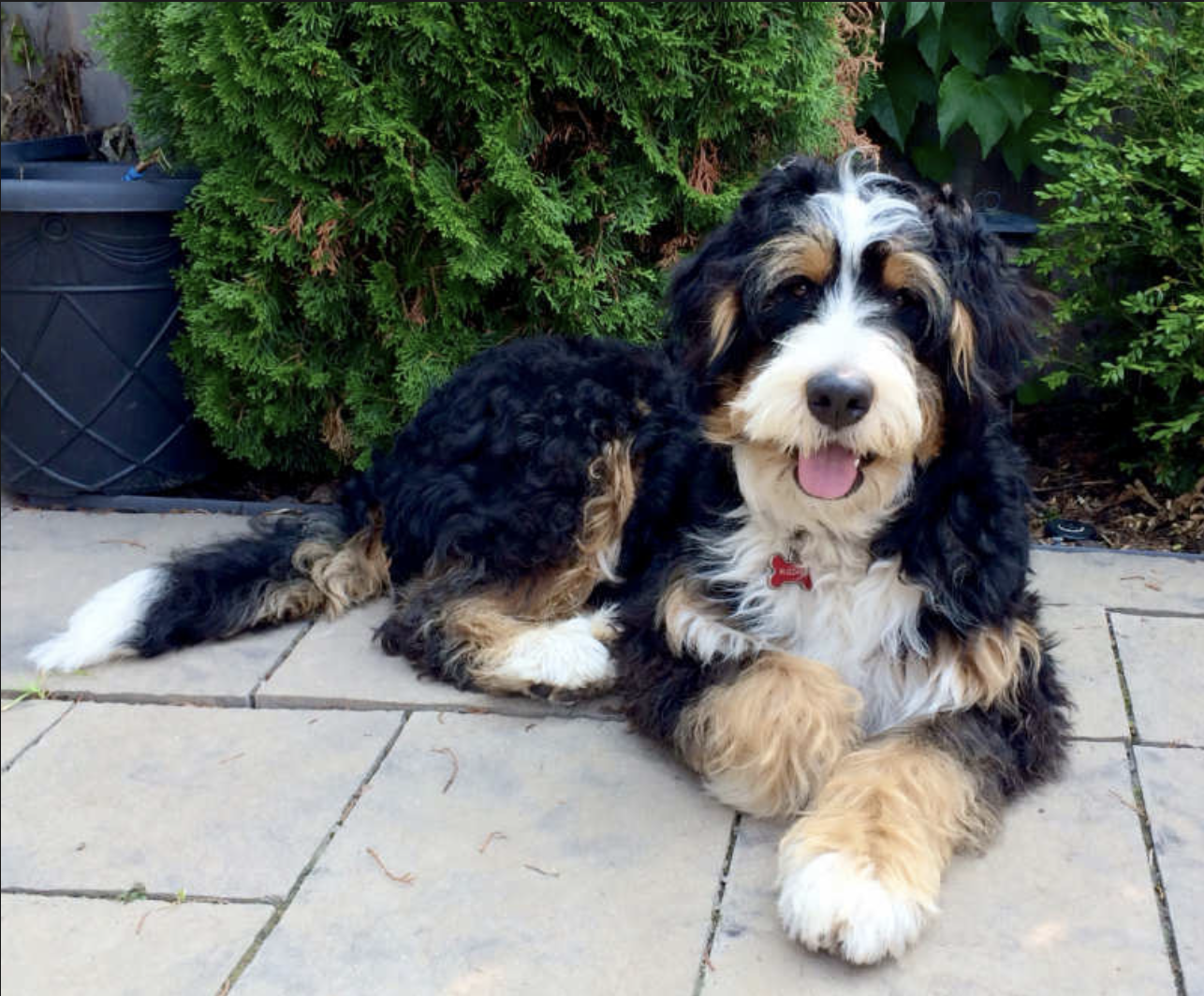 The Ultimate Bernedoodle Lover's GUIDE For 2020 5