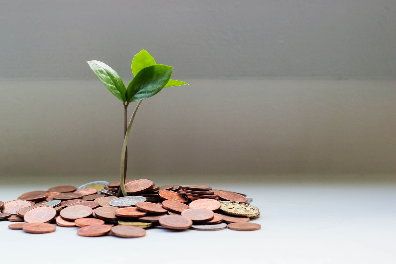 Rich results in 'cost-effective'
