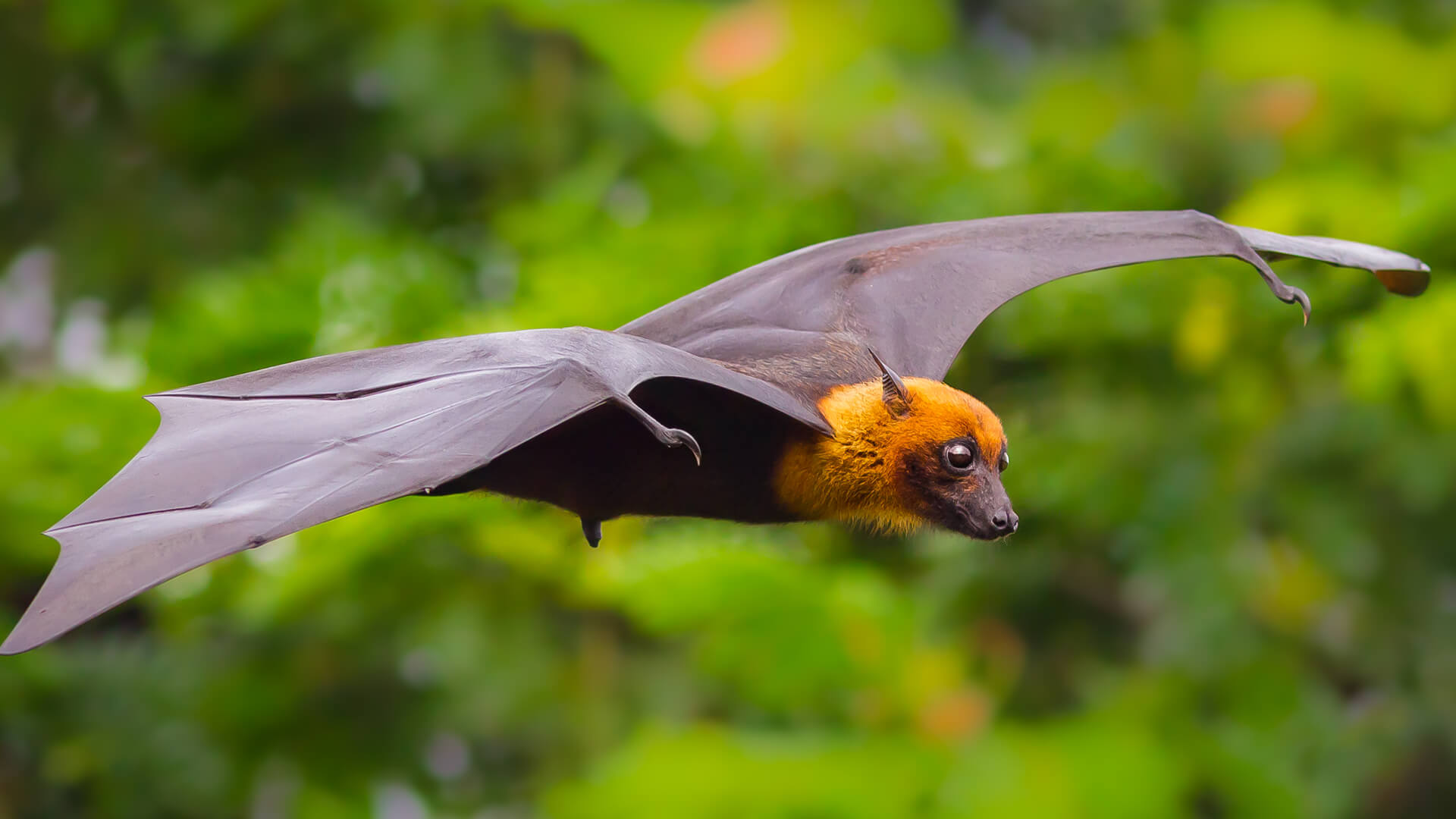 Bat | San Diego Zoo Animals &amp; Plants