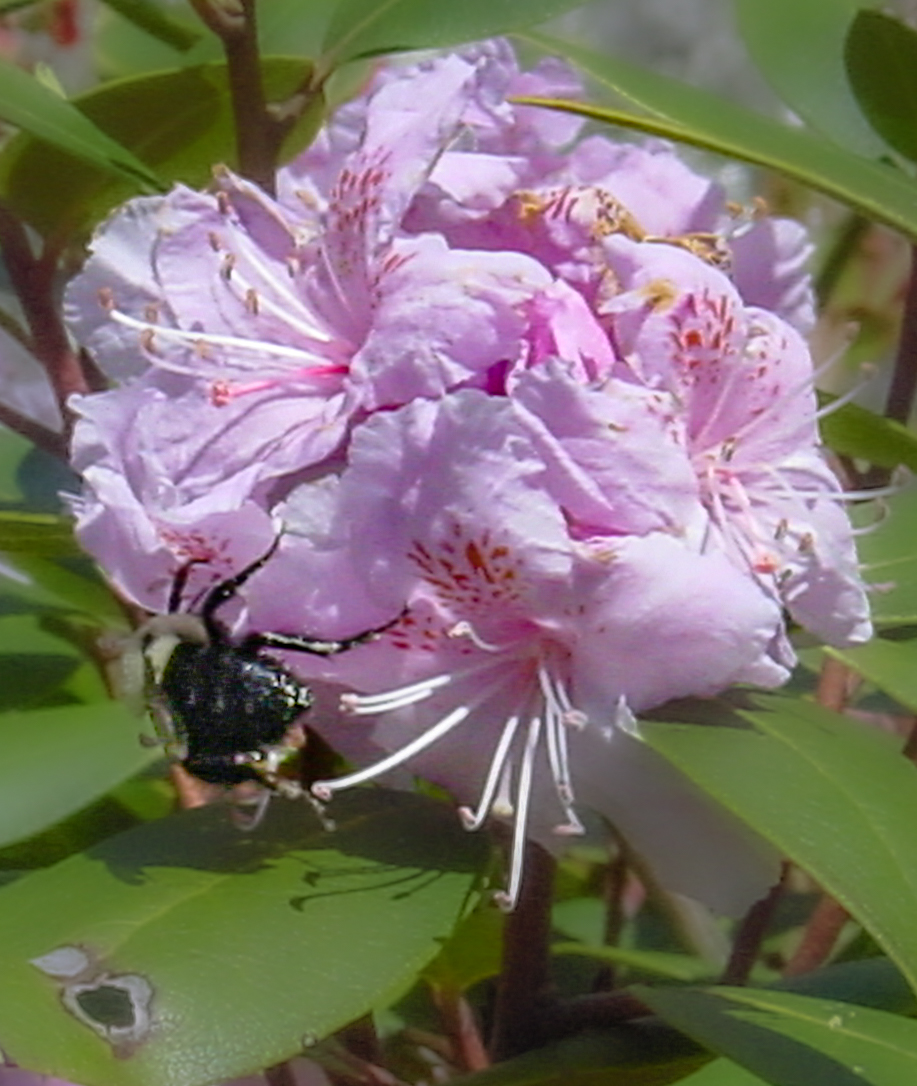 A black and yellow bee on a pink flower. 