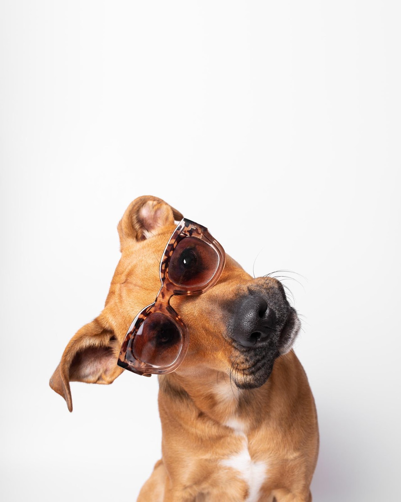 Brown dog wearing brown sunglasses tilting its head to the side