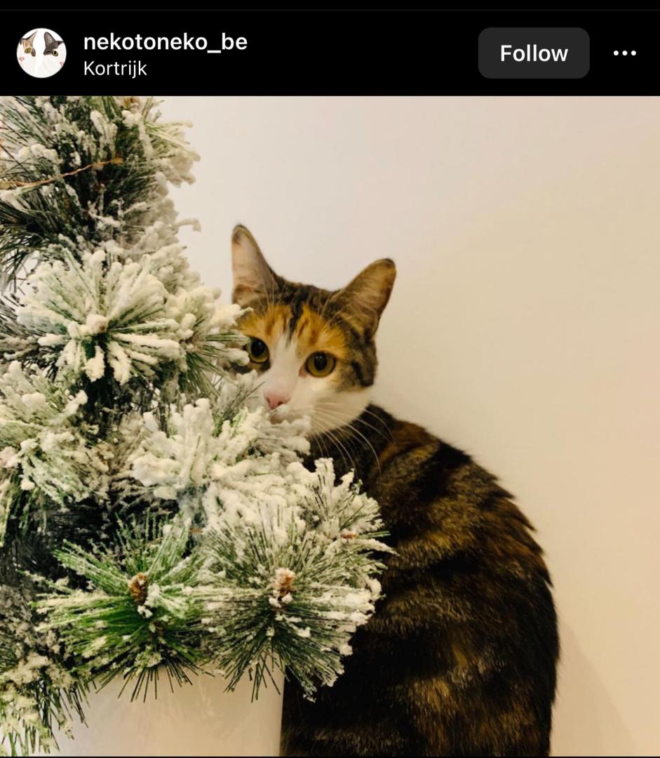 how to keep cats out of christmas tree