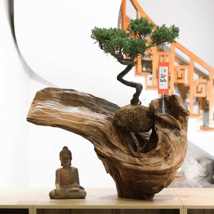 Gỗ lũa kết hợp bonsai trang trí tại phòng khách, gần cầu thang hoặc tại phòng đọc sách đều vô cùng phù hợp