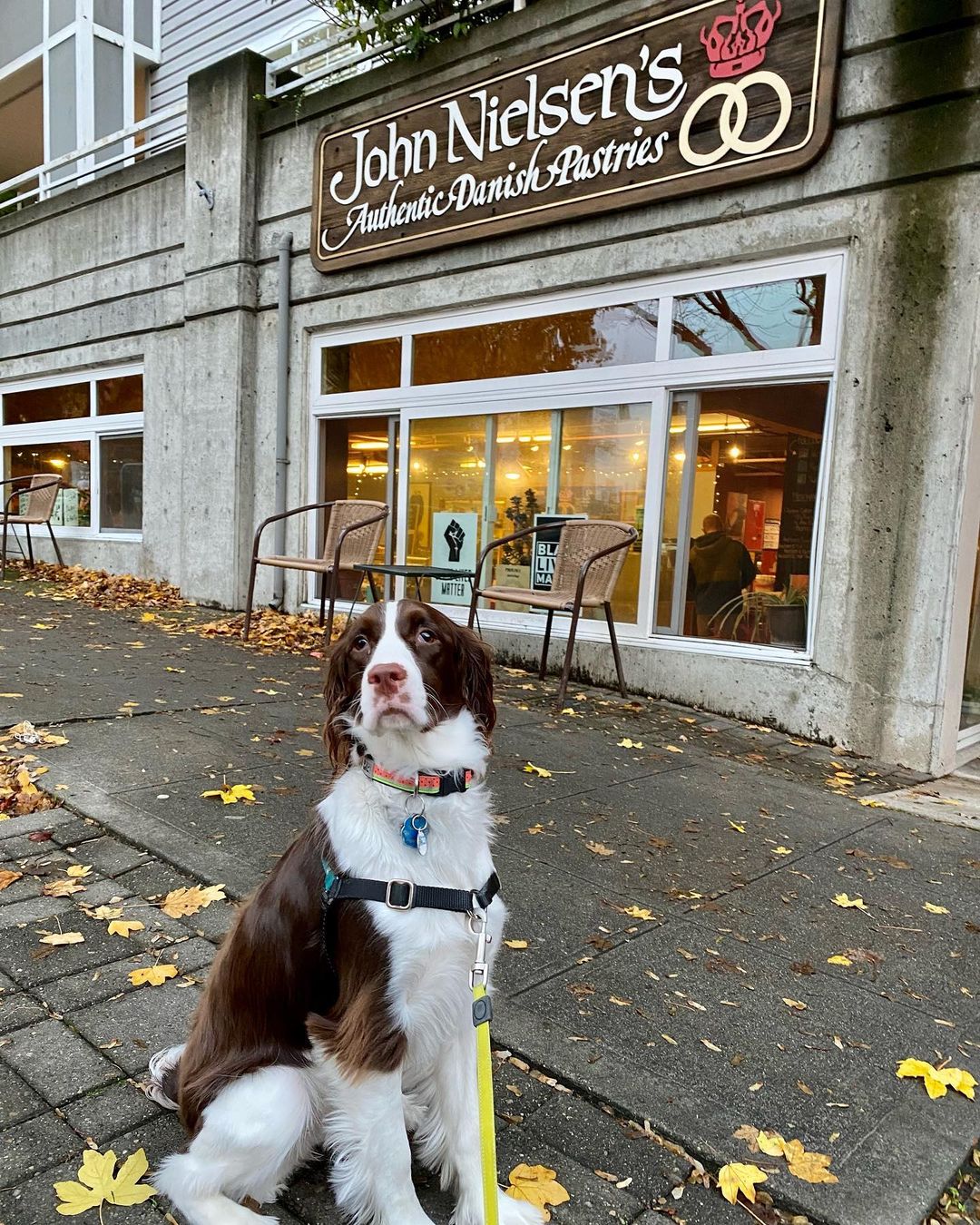 Photo shared by Mocha on November 05, 2021 tagging @nielsenspastries, and @meet_mocha. Dog friendly restaurants Seattle