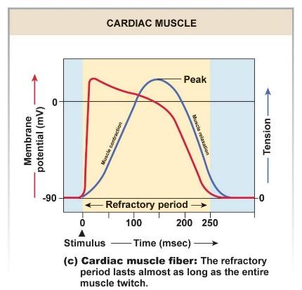 cardiac action potential and tension