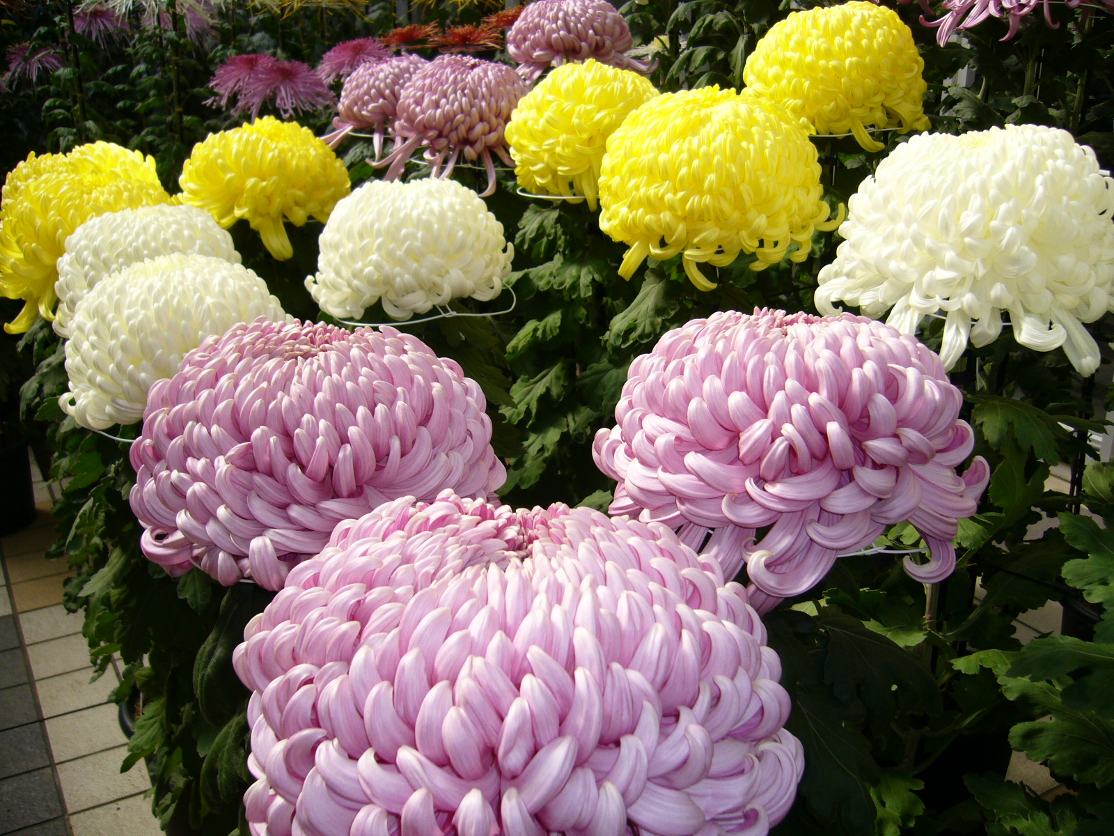 https://upload.wikimedia.org/wikipedia/commons/c/c4/Chrysanthemum%2Ckiku%2Ckatori-city%2Cjapan.JPG