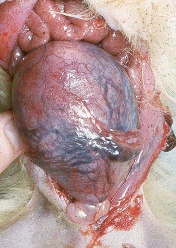 Uterus of pregnancy in previous figure before section