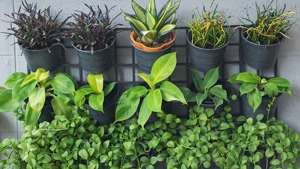Choose the right plant. 