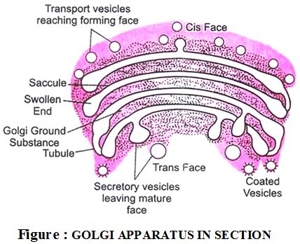 structure-function-golgi-apparatus