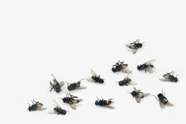 Dead house flies Dead house flies on white background get rid of fly stock pictures, royalty-free photos & images