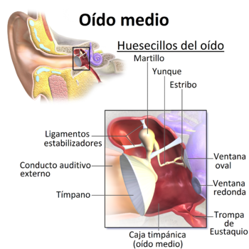 Resultado de imagen de oido interno timpano. Fuente:  https://es.wikipedia.org/wiki/Oído_medio﻿