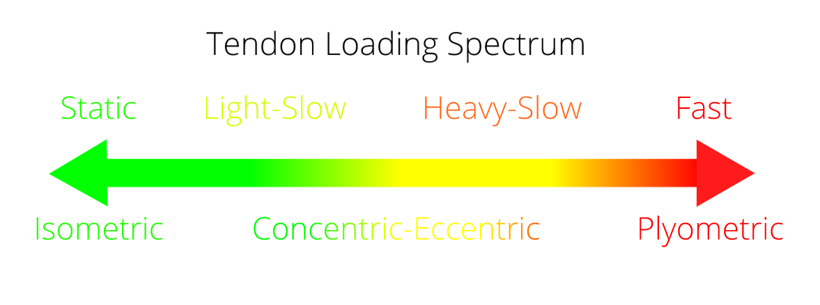 Tendon Loading Spectrum