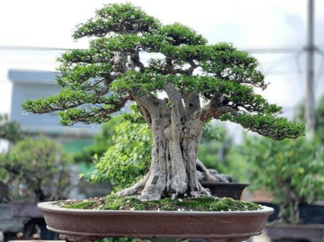 cây cảnh biên hoà
