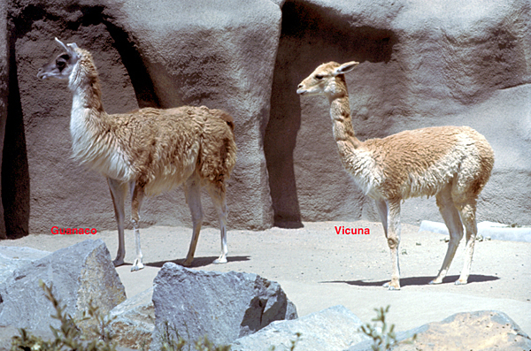 Guanaco and vicuña