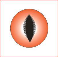 F:\capture\usman ibrahim\Capture13.JPG