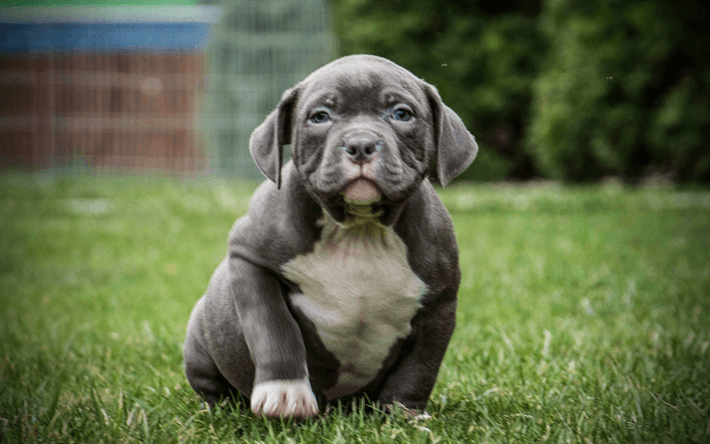 American Bully