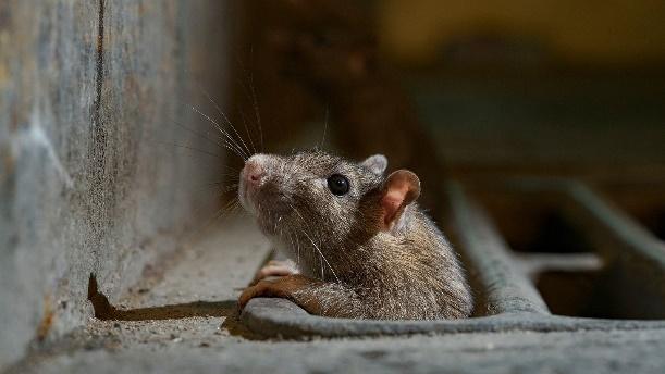 Isolamento social faz ratos saírem de esconderijos em busca de alimento  durante o dia | National Geographic