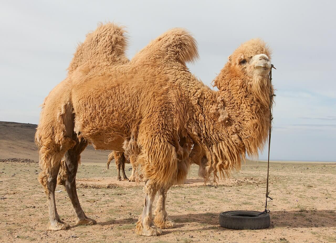 famous landmarks in Mongolia, bactrian camels, mongolia