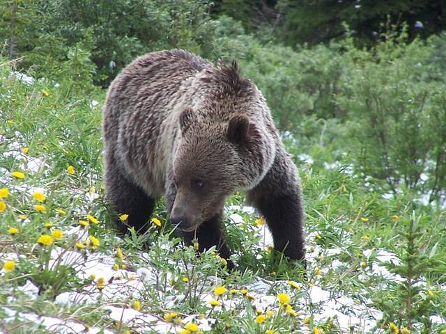 Consider yourself lucky if you see a grizzly or black bear but give them lots of space