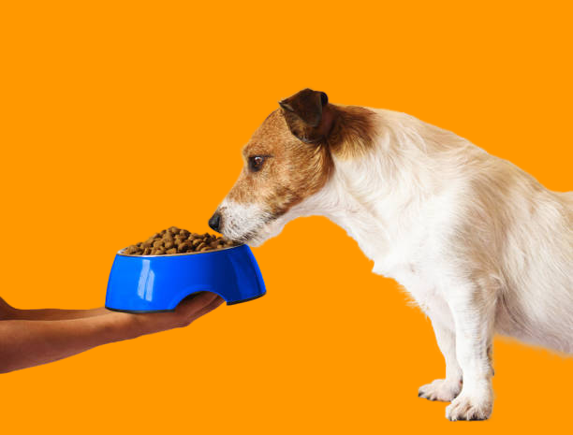 The Best Dry Puppy Foods to Keep Your Pup Healthy and Happy