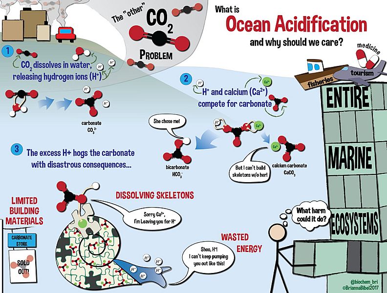 Ocean Acidification Infographic
