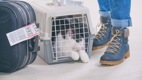 travel cat