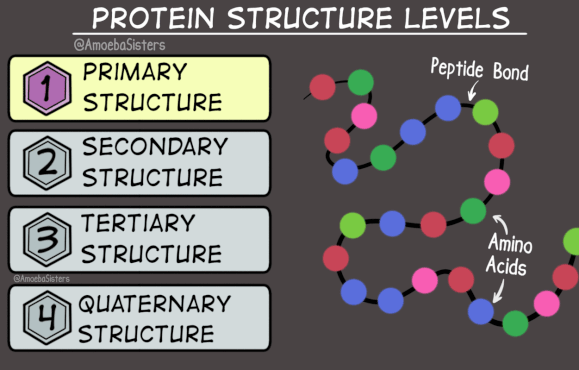 Protein Structure Levels: 
Primary structure: Peptide bonds between amino acids
Secondary structure: Alpha helix and beta pleated sheet. Held in place by hydrogen bonds
Tertiary structure: R-group interactions
Quaternary structure: proteins with more than one subunit