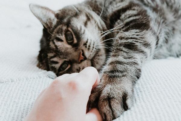 A cat lying on a person's hand

Description automatically generated with low confidence