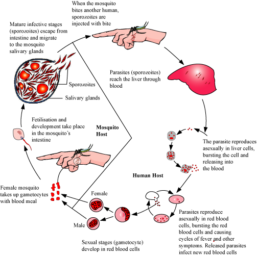 Common Diseases in Humans 