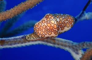 Author's lovely shot of a Cozumel flamingo tongue allied cowrie laying neat rows of eggs agains a deep blue water background