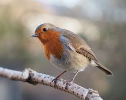 Image result for robin